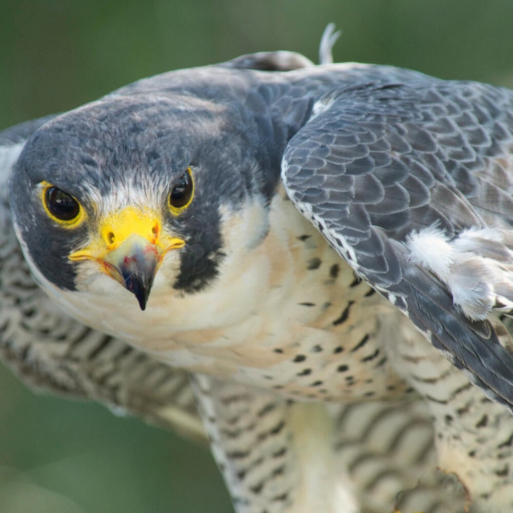 Peregrine,Falcon,Close,Up,Facing,Forward