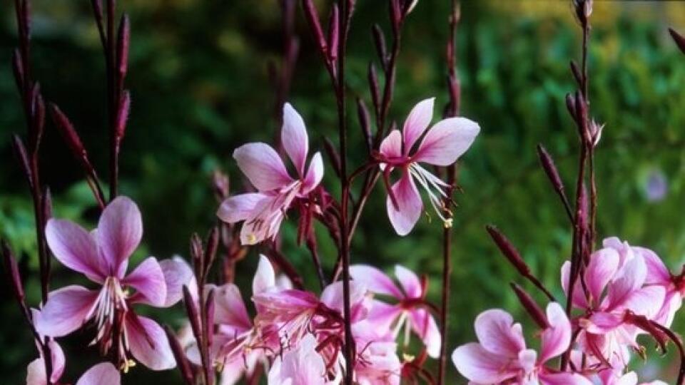 Gaura ‘Cherry Brandy’