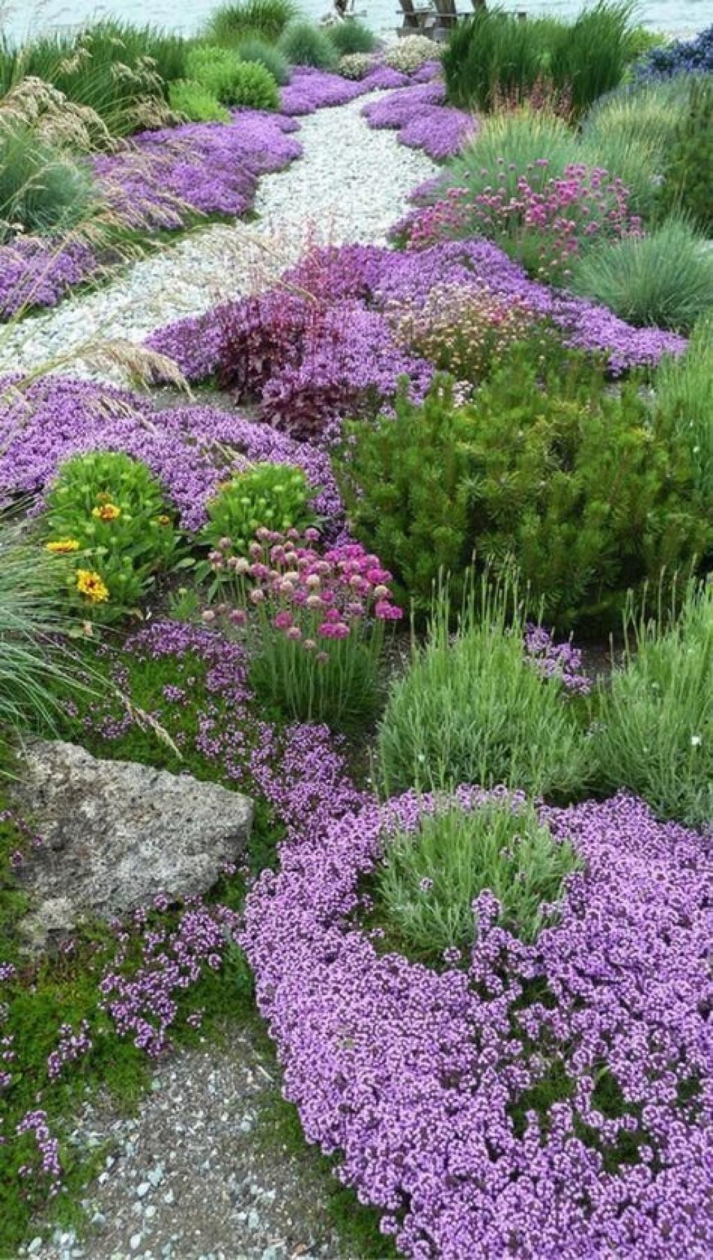 Тимьян ползучий (Thymus serpyllum 'Magic Carpet')