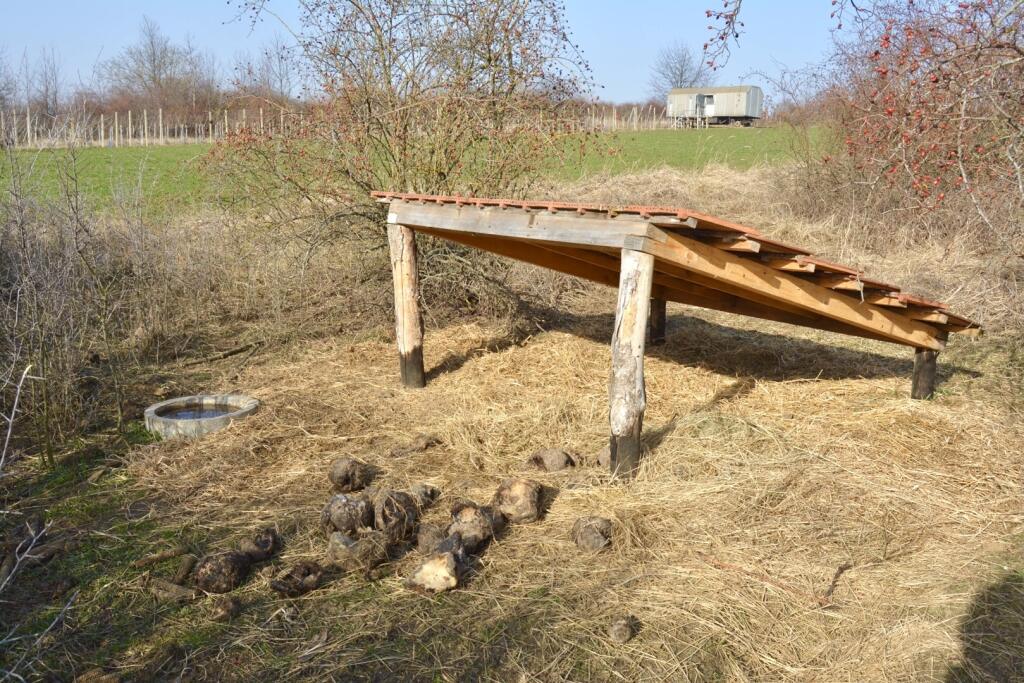 Jarabice z Mojzesova
