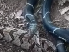 DRSNÉ VIDEO Krutosť v ríší zvierat: Čo to tie hady robia?