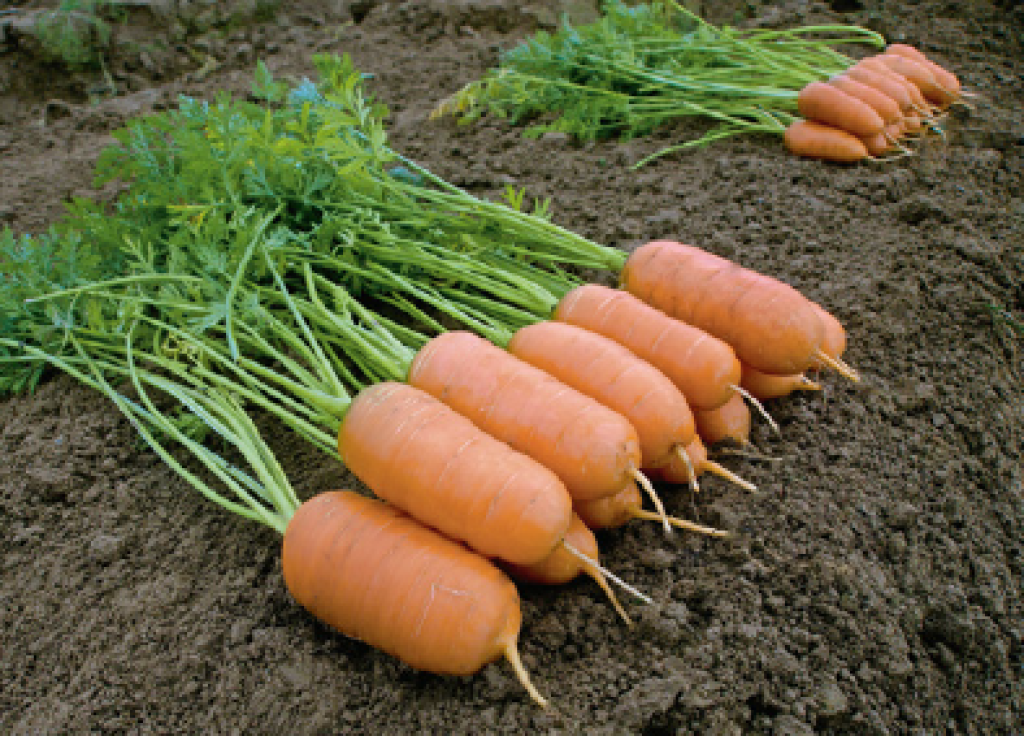Морковь гибриды. Морковь Канберра f1. Морковь Тинга f1. Морковь Каллисто f1.