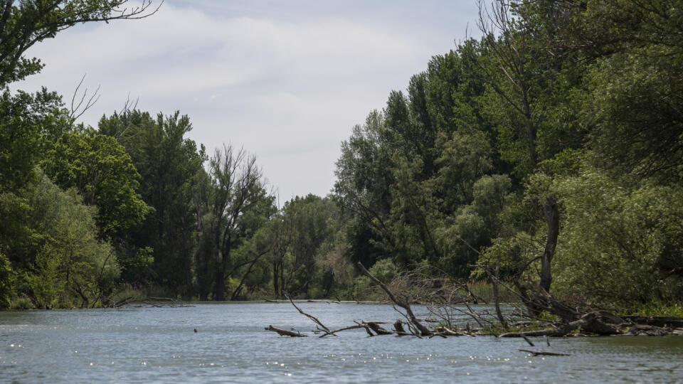 Na snímke zaplavený les počas plavby na člne k simulovaným záplavám ľavostrannej ramennej sústavy Dunaja. V období pretrvávajúceho sucha zlepšujeme stav prírody v lokalitách európskeho významu - ľavostrannou ramennou sústavou Dunaja prúdi voda. V Dobrohošti 20. mája 2020. FOTO TASR - Jaroslav Novák