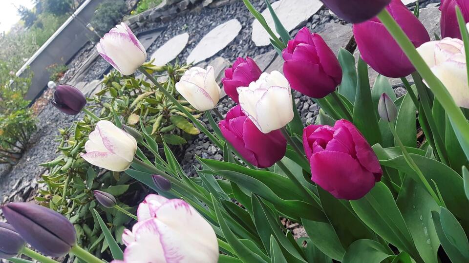 Tulipány