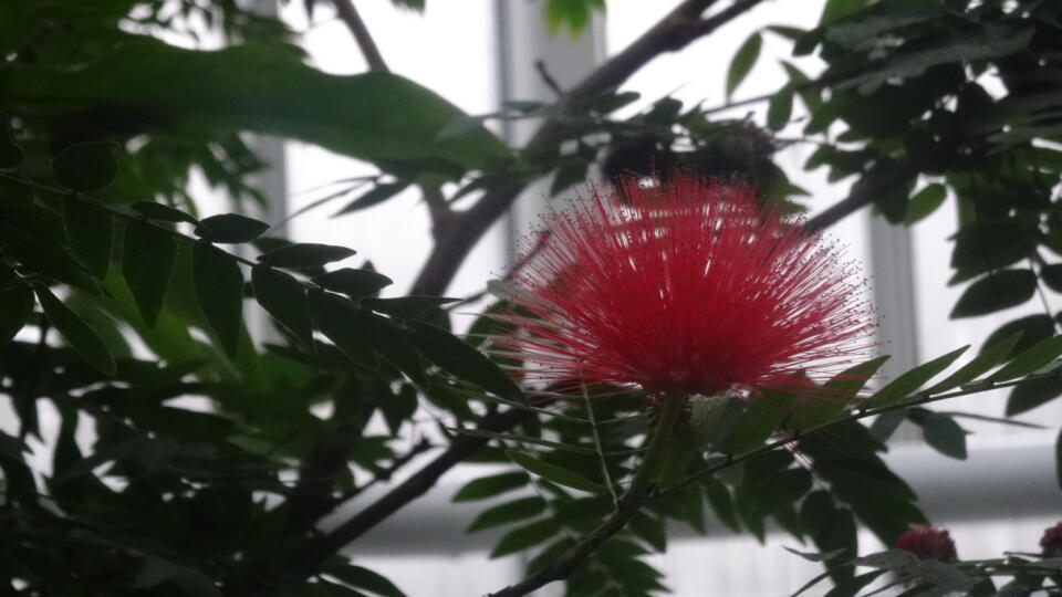 Caliandra.