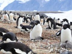 Neuveriteľné fakty o zvieratách: Čím šokujú tučniaky? (2. časť)