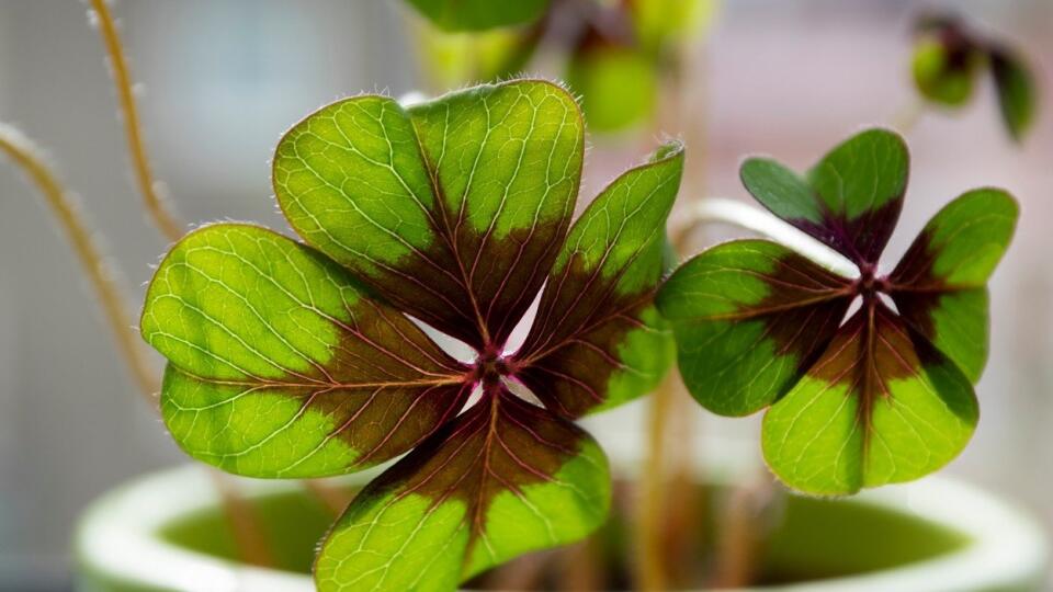 Oxalis deppei