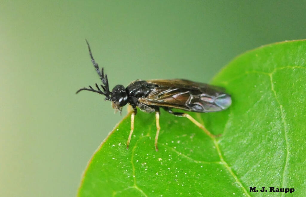 Piliarka drobná (Blennocampa pusilla)