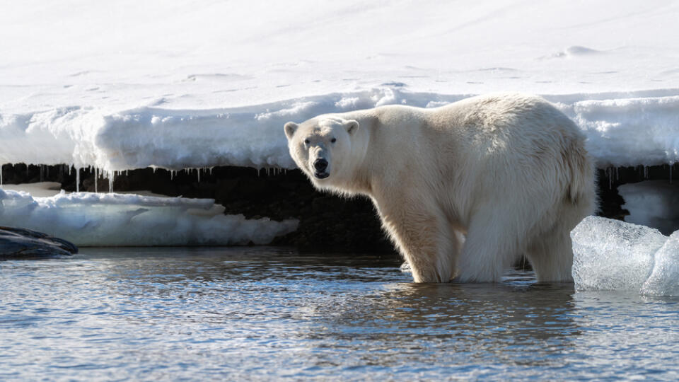 Adult,Male,Polar,Bear,Stands,In,The,Shallow,Sea,In