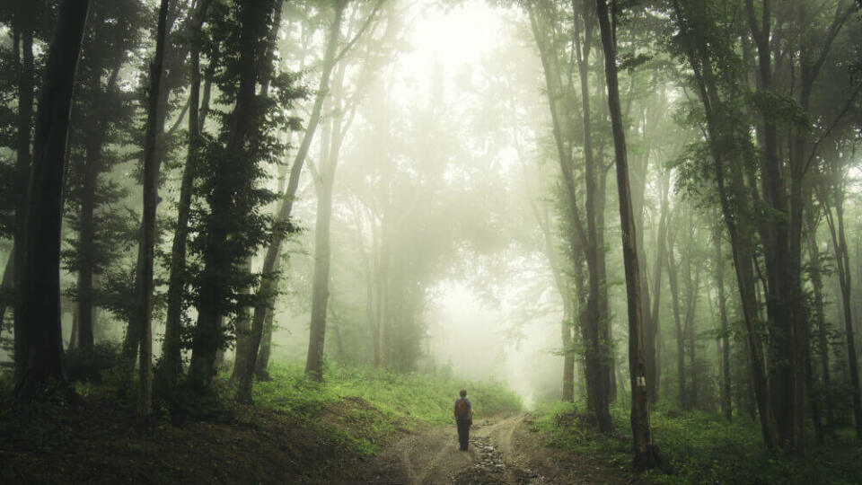 Hoia Forest v rumunskej Transylvánii.