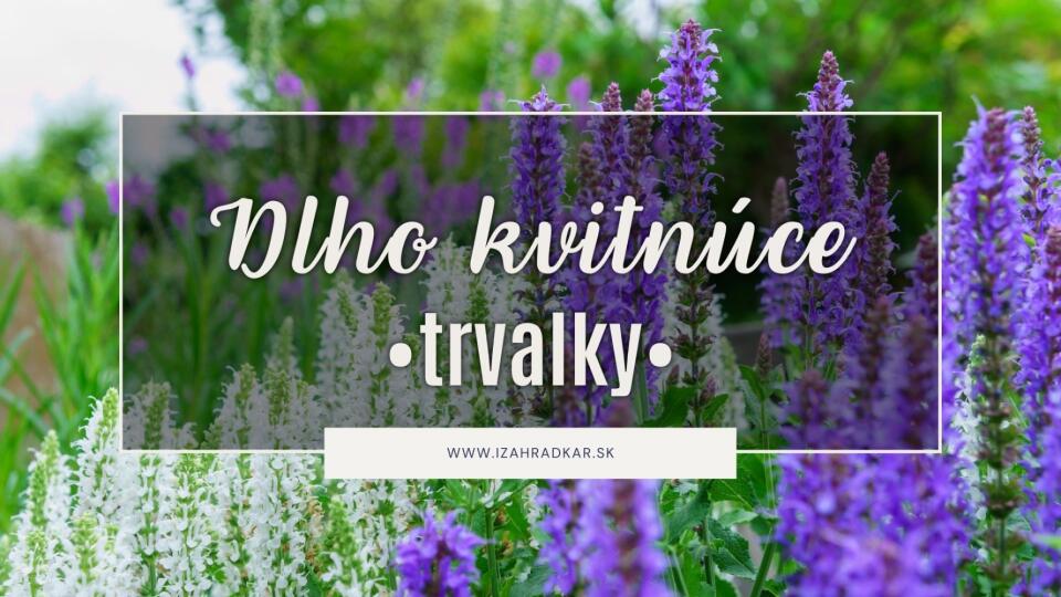 Dlho kvitnúce trvalky