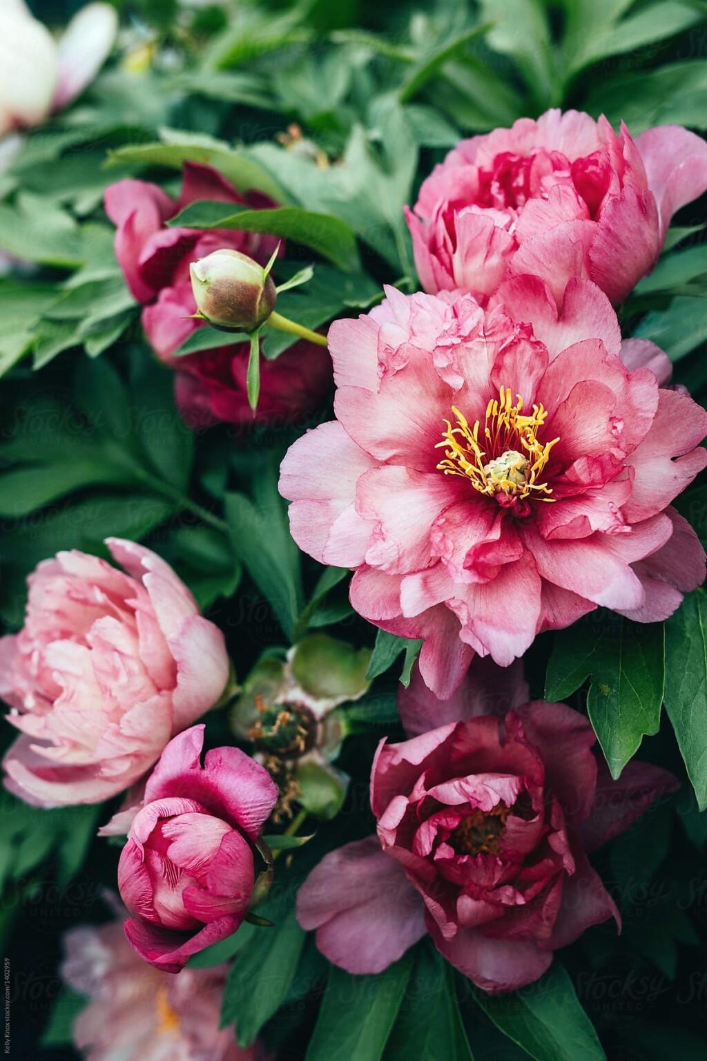 Paeonia x itoh ‘Hillary’: Táto prekrásna intersekčná pivonka prvýkrát zakvitla v roku 1990. Kvety sú poloplné, sýtoružovej farby s nádychom dooranžova. Jedným z rodičov je osvedčená odroda ‘Bratzella’. Kvety sú obrovské a rastlina mohutnejšia s výškou do 100 cm. Ide o cenný zberateľský kus pre všetkých, ktorí túžia po výnimočnej rastline.