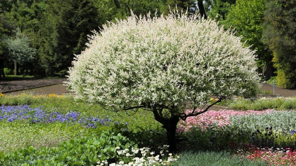 Vŕba japonská &#39;Hakuro Nishiki&#39; (Salix integra)