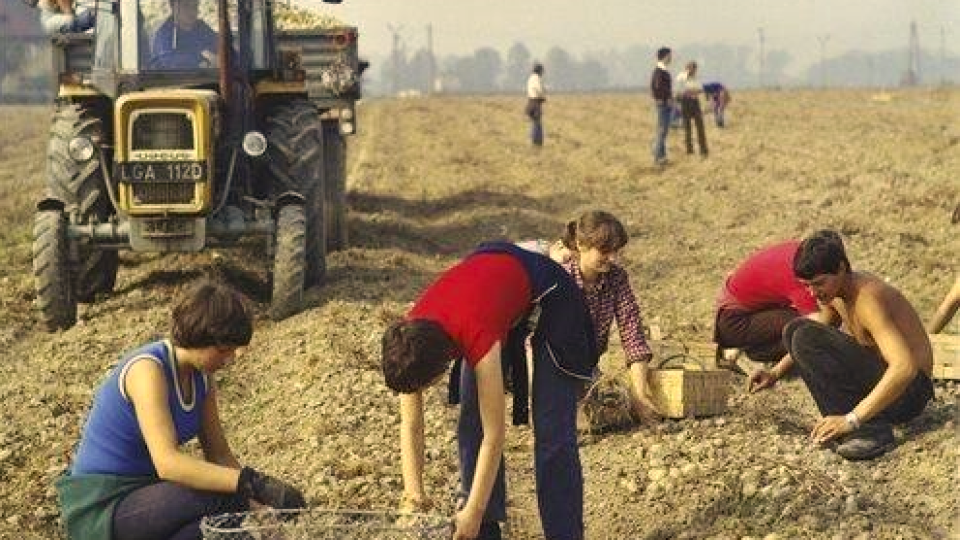 Každý socialistický študent musel minimálne raz absolvovať zemiakovú brigádu. Pamätáte sa na ne? Máte podobné fotografie? Pošlite nám ich a vyhrajte.