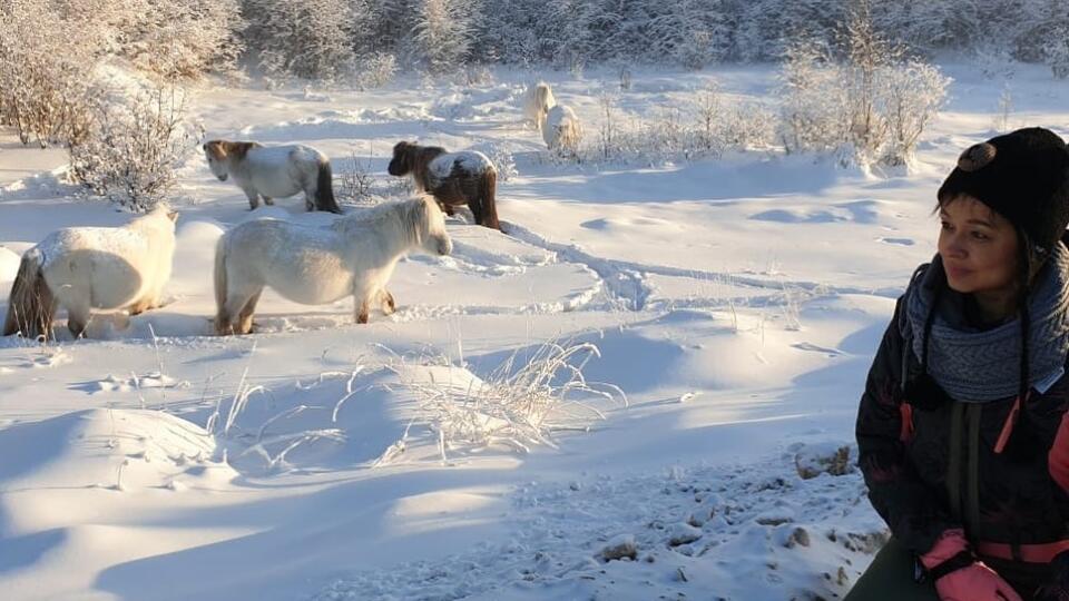 Jakutské kone.