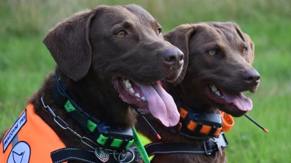 Chesapeake Bay retrievery Victory a Irbis, ktorí pod vedením psovodky pátrajú v teréne.