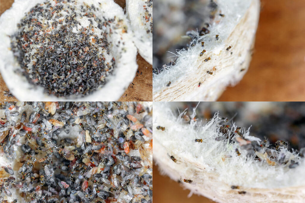 Trichogramma,Egg,Parasitoids,Are,Successfully,Used,For,Biological,Control,Of