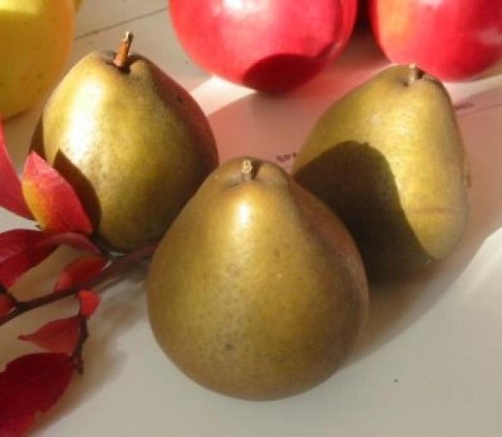 Odroda ‘Dekanka Robertova’