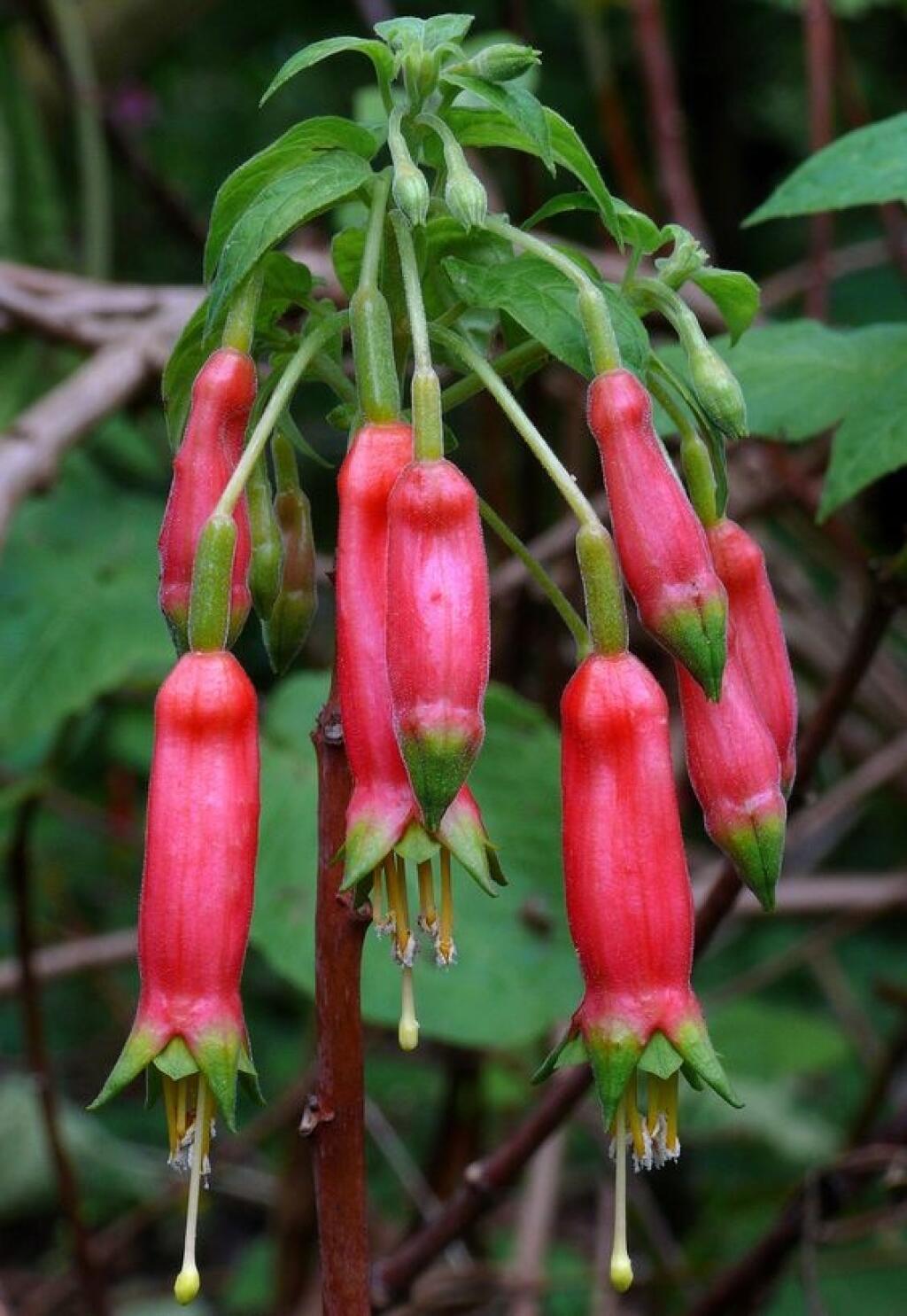 Fuksia ohnivá (Fuchsia splendens) má zase príchuť citrónu.