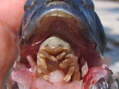 Parazit, ktorý vydesí: Zožerie jazyk a urobí zo seba protézu
