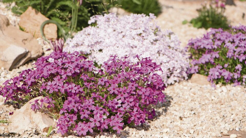 Flox šidlolistý (Phlox subulata): Má len 15 cm, ale očarí vás intenzívne zelenými listami a hustým vankúšom kvetov. Tradičná farba je fialová a ružová, na výber máte aj bielu odrodu ‘White delight’.