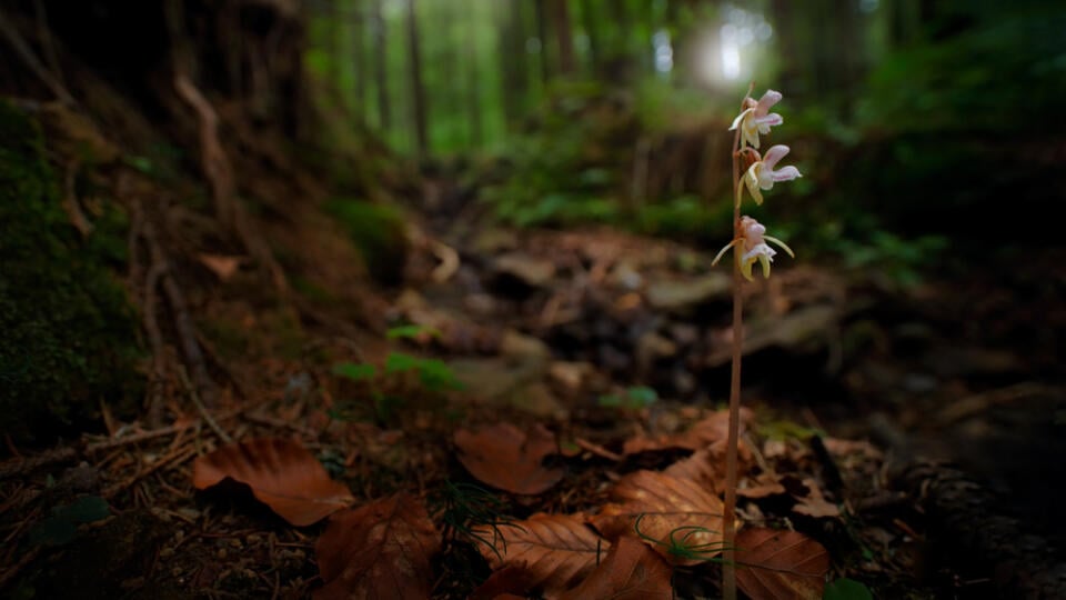 Epipogium,Aphyllum,,Ghost,Orchid,,In,The,Nature,Forest,Habitat,,Wide