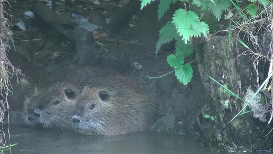 Video: Nutrie a rodinná siesta .