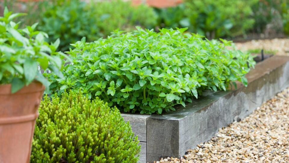 Fresh,Herbs,Growing,In,A,Garden,,Oregano,Plant,In,A