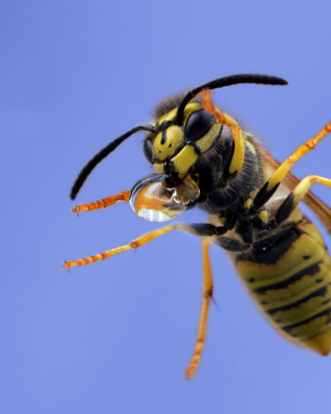 Osy sú užitočné ako včely. Vedeli ste o nich týchto 10 vecí?