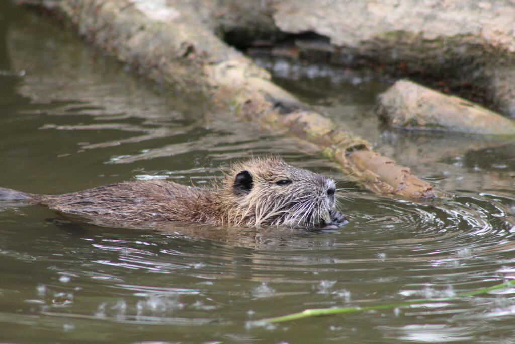 Nutria