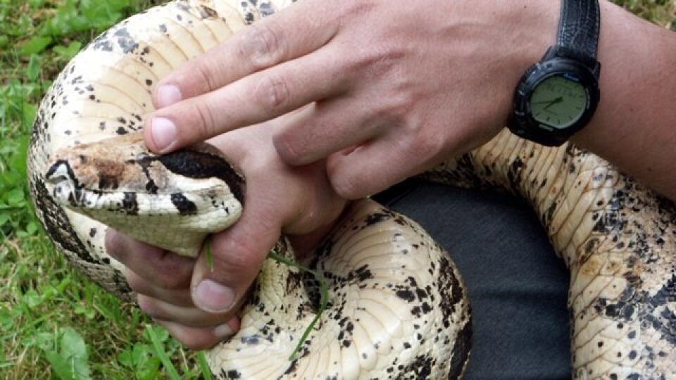 Na košickom sídlisku našli veľhada kráľovského.