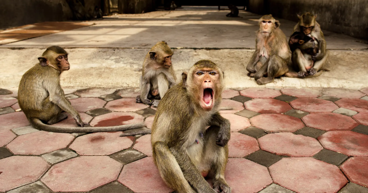Des singes ont arraché les intestins d’un petit garçon († 10)……..
