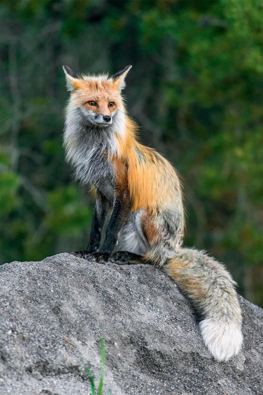 Yellowstone: Čo čakať od krajiny dymiacej zeme, kde by naši lesníci iba žasli