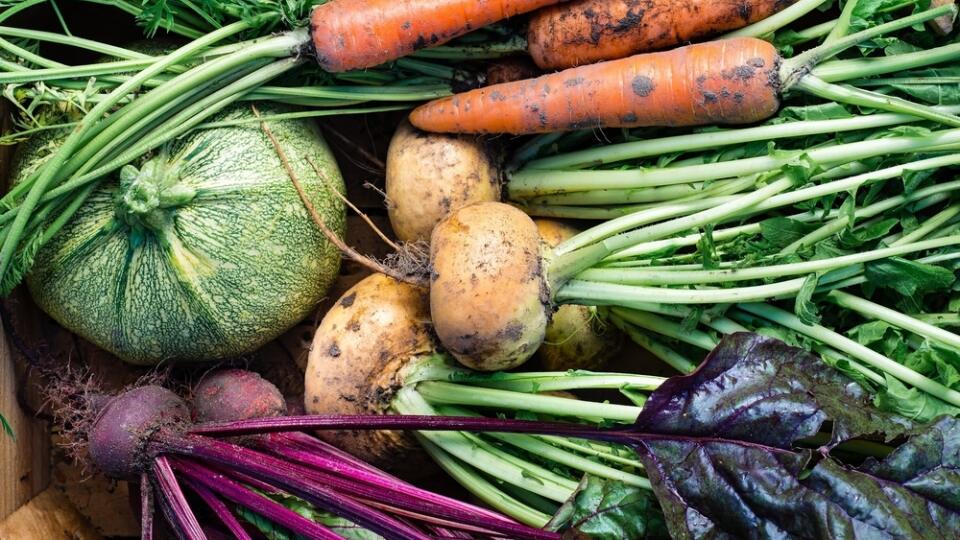 Closeup,Of,Freshly,Harvested,Vegetables,(turnips,,Beetroots,,Carrots,,Round,Marrow),