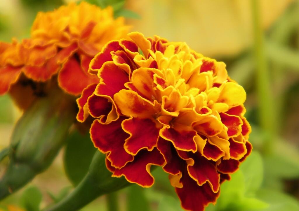 Rastlinky pochádzajú z Mexika a je ich viac druhov. Najpestovanejšie sú Tagetes erecta (aksamietnica vzpriamená), Tagetes patula (aksamietnica rozložitá), Tagetes tenuifolia (aksamietnica drobnokvetá).