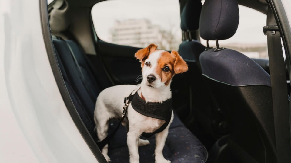 Cute,Small,Jack,Russell,Dog,In,A,Car,Wearing,A