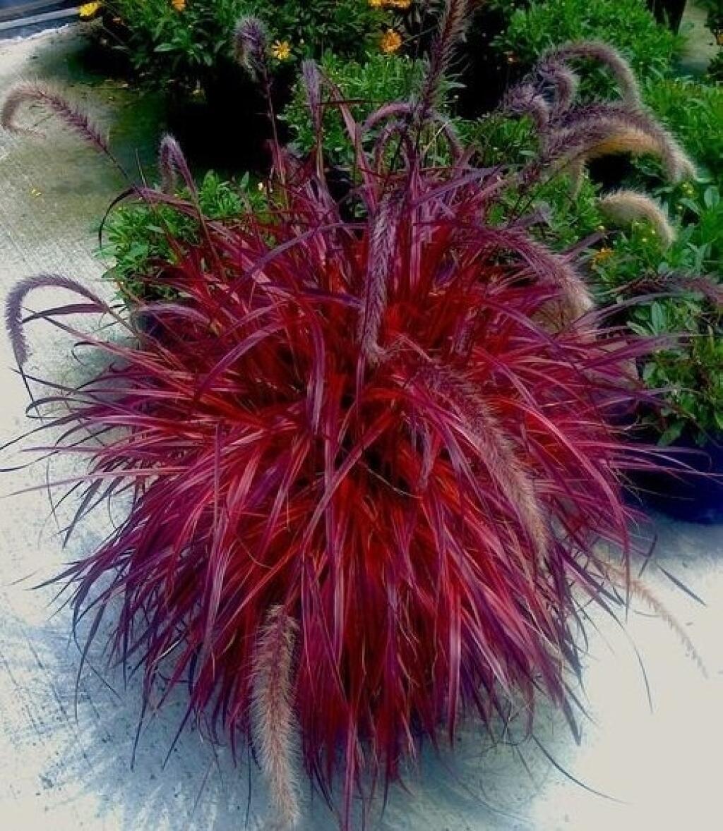 Pennisetum setaceum rubrum Fireworks