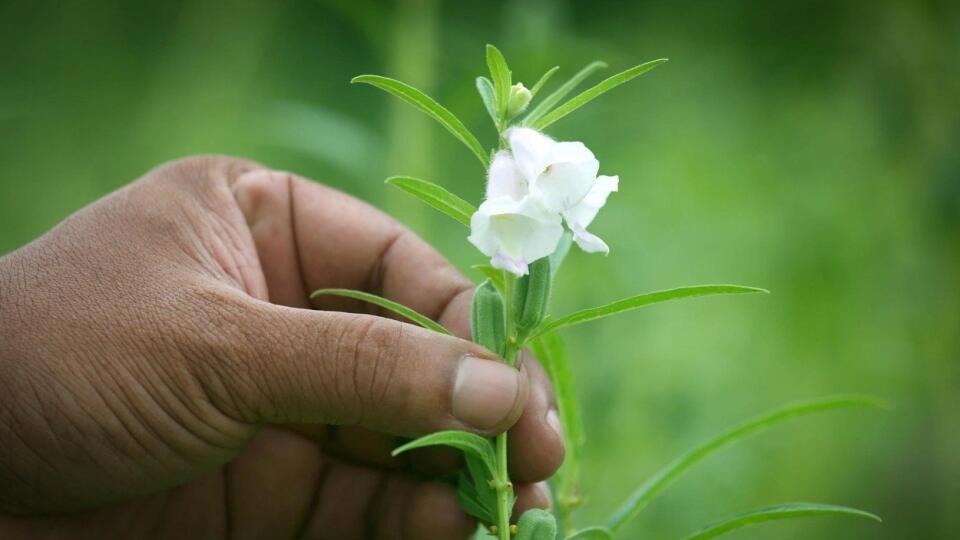 Sezam (Sesamum indicum)