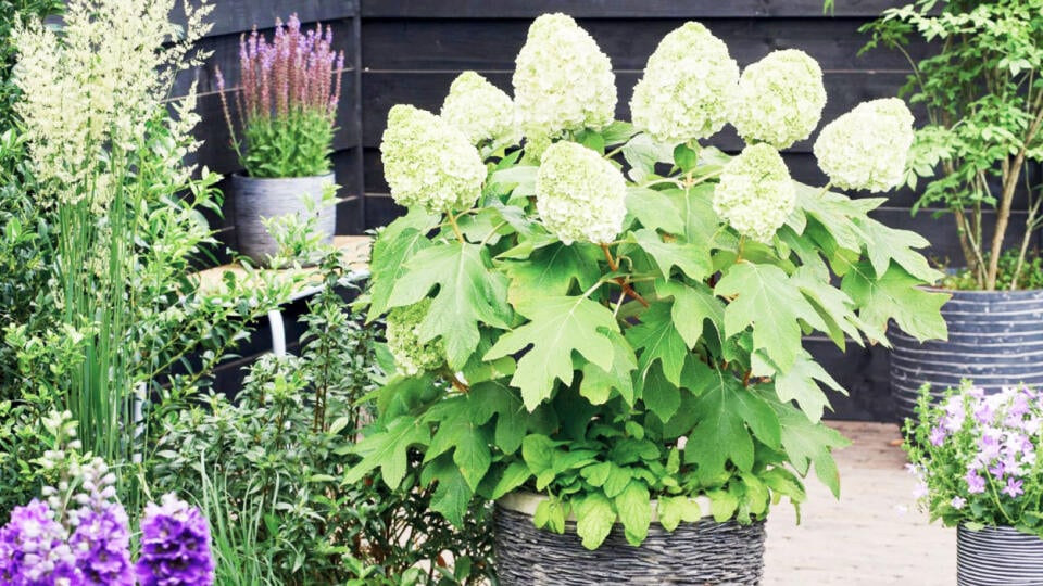 Hortenzia dubolistá ‘Tara®’ je svojím kompaktným vzrastom vhodná na pestovanie v nádobách.