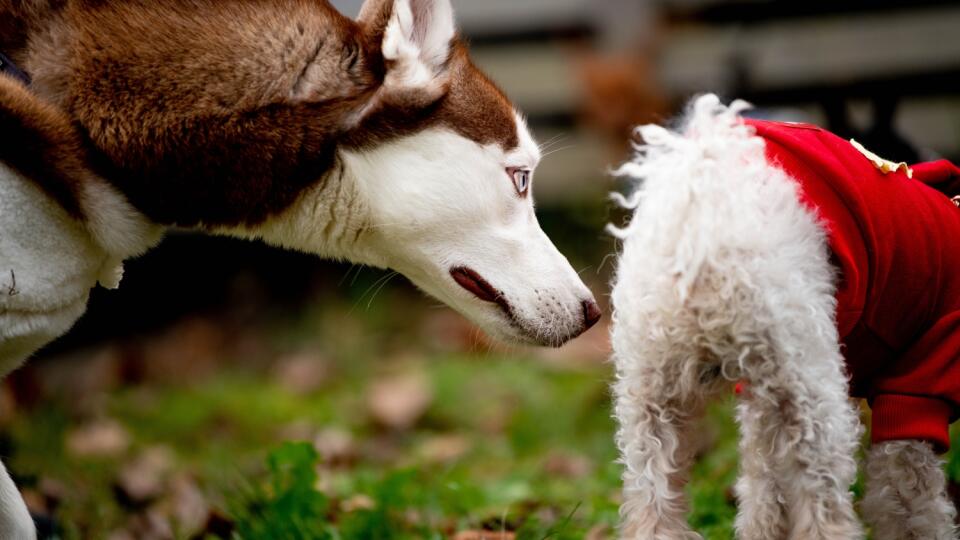 A,Siberian,Husky,Puppy,Dog,Sniffs,The,Butt,Of,A