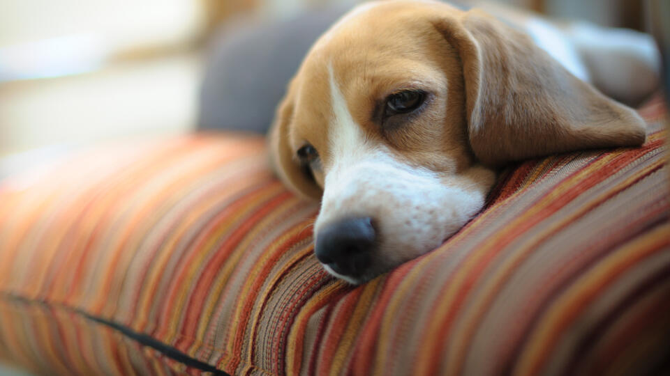 Young,Beagle,Sleep,On,Pillow.