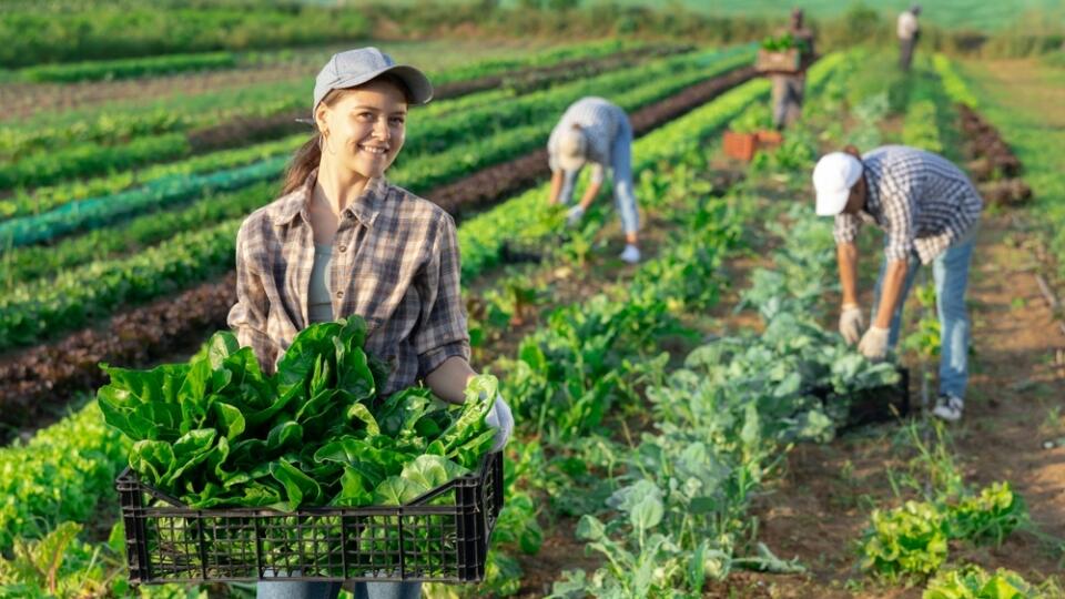 Girl,Works,In,Farmers,Field,And,Harvests,Acelga,,Cuts,Fresh