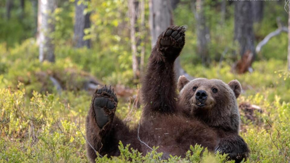 Najlepšie zvieracie fotky roka 2023 zo súťaže The Comedy Wildlife Photography Awards.