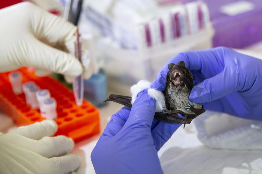 Thailand's Bat Catchers Investigate The Origins Of COVID-19