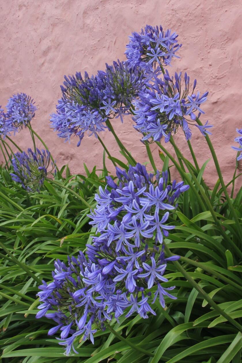 Agapant africký (Agapanthus africanus)