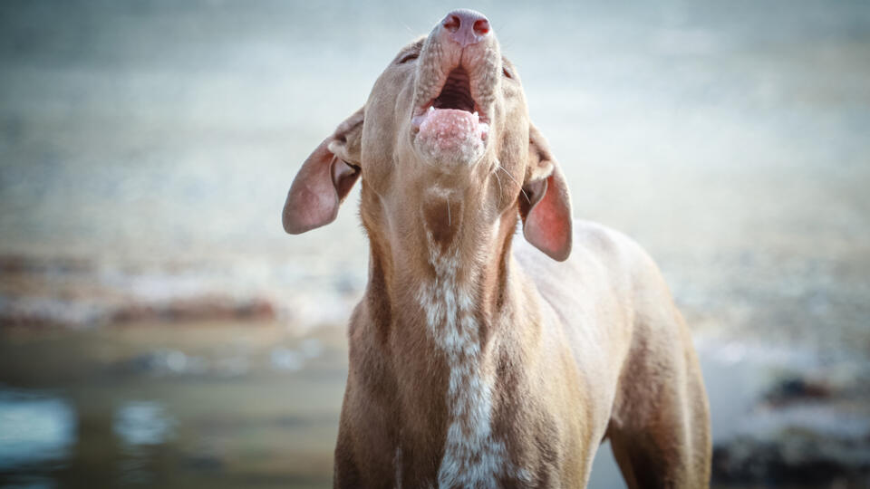 Howl,Dog,Thai.