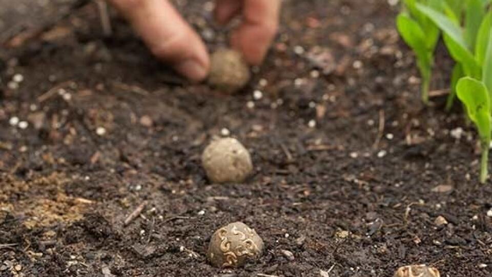 Seed bomby môžete hádzať či ukladať.