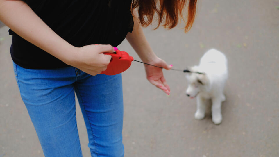 Young,Girl,Is,Walking,With,Her,Dog,On,A,Retractable