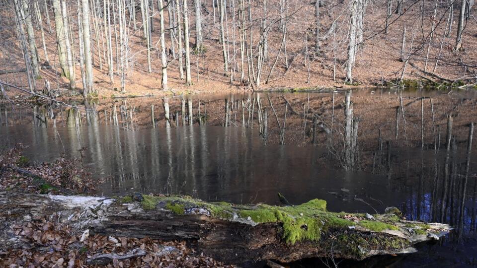 Morské oko sa nachádza vo Vihorlatských vrchoch a je najväčším jazerom tohto pohoria. Zároveň je to najväčšie zahradené sopečné jazero na Slovensku s rozlohou 13 ha. Má veľmi členité pobrežie a krištáľovo čistú vodu. Západný a severný breh je pokrytý pieskom a má mierny sklon. Východná časť je strmá a kamenitá. Okolo jazera vedie turistický chodník. Na snímke jazero Morské oko 27. decembra 2020. FOTO TASR - Roman Hanc