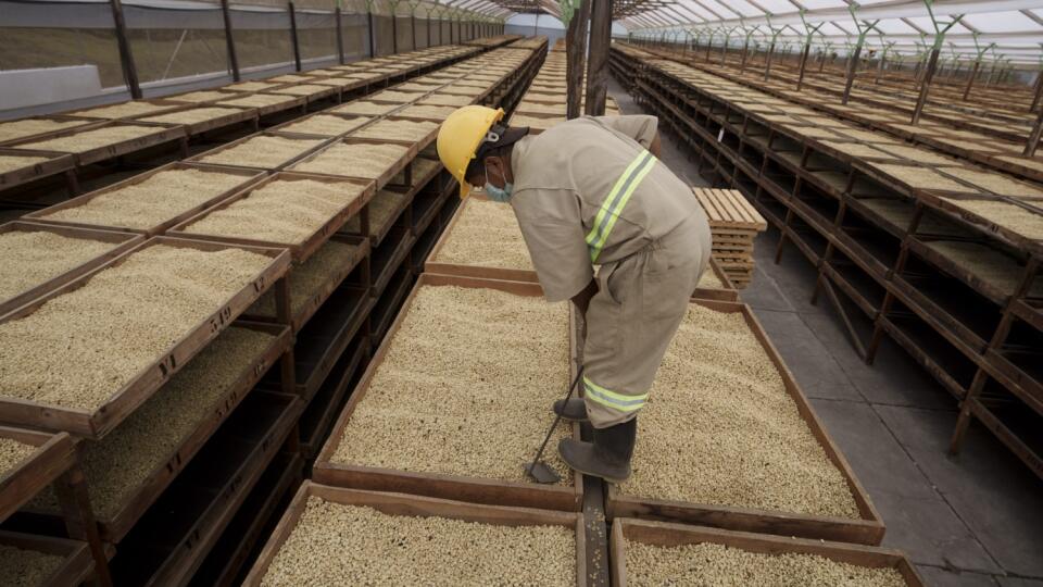 KK23 San Miguel Due'as - Pracovník otáča kávové zrná, ktoré sa sušia v skleníku na farme San Sebastian 15. marca 2022 v guatemalskom San Miguel Due'as. FOTO TASR/AP
A worker turns coffee beans that are drying inside a greenhouse at the San Sebastian coffee farm in San Miguel Dueñas, Guatemala, Tuesday, March 15, 2022. (AP Photo/Moises Castillo)